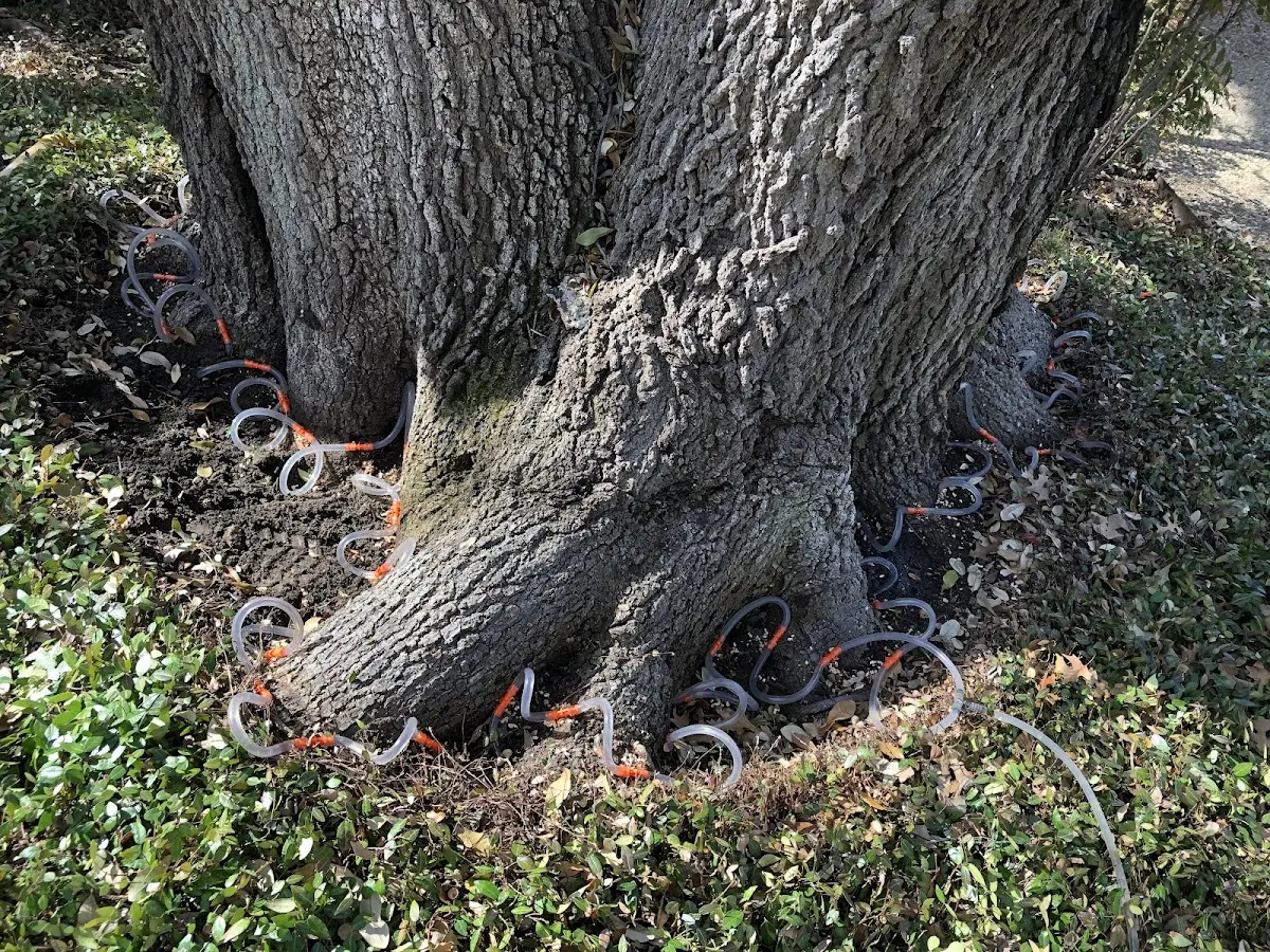 Detailed Tree Cabling and Bracing job site in Ballico